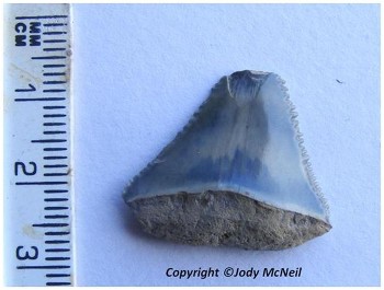 Sharks tooth found on 16 July 2012 west of Gairloch (copyright Jody McNeil)